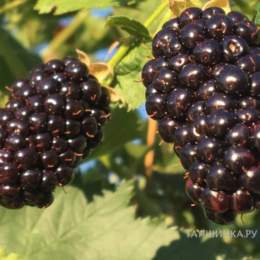 Ежевика Агавам