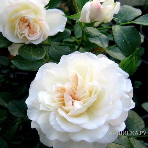 Роза Вайт Мейдиланд почвопокровная, Топалович (лиц)