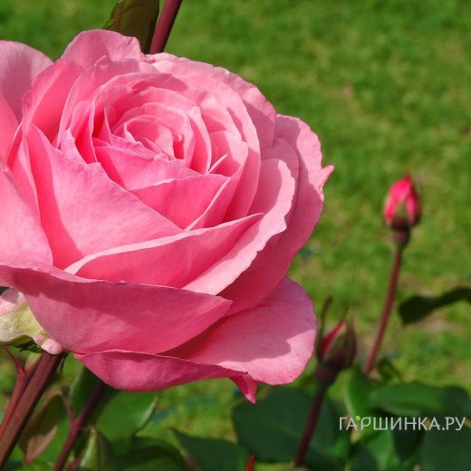 Роза Квин Элизабет чайно-гибридная, Imperial Rose