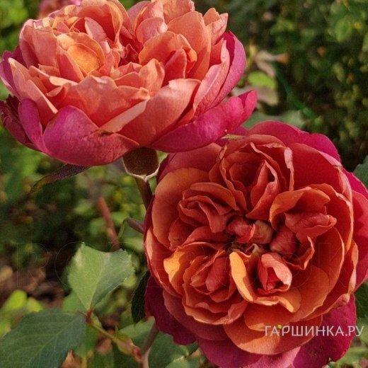 Роза Ча Ча миниатюрная, Imperial Rose