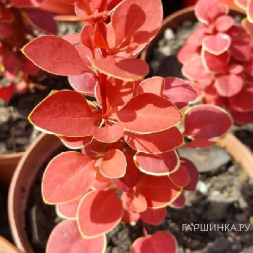 Барбарис Тунберга Чикита