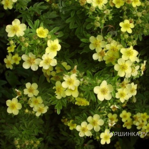 Лапчатка кустарниковая Белла Линдси