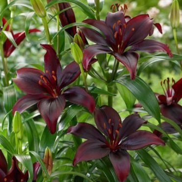 Лилия Мапира азиатская /2шт