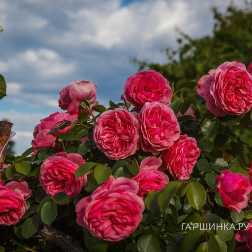 Роза Моджо кустарниковая, Imperial Rose
