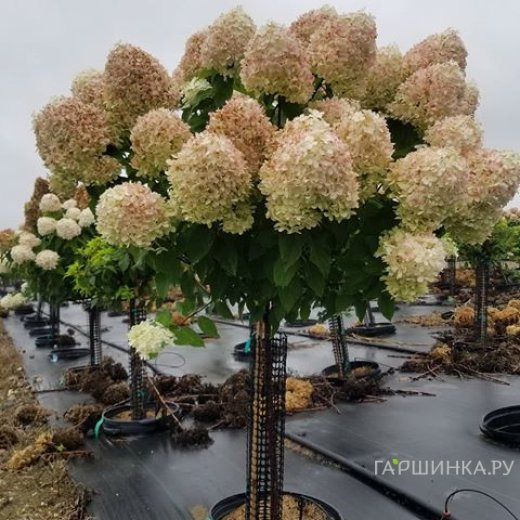 Гортензия на штамбе Коттон Крем (Хлопковый крем)