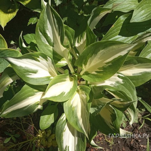 Хоста Кристмас Айсленд (M)