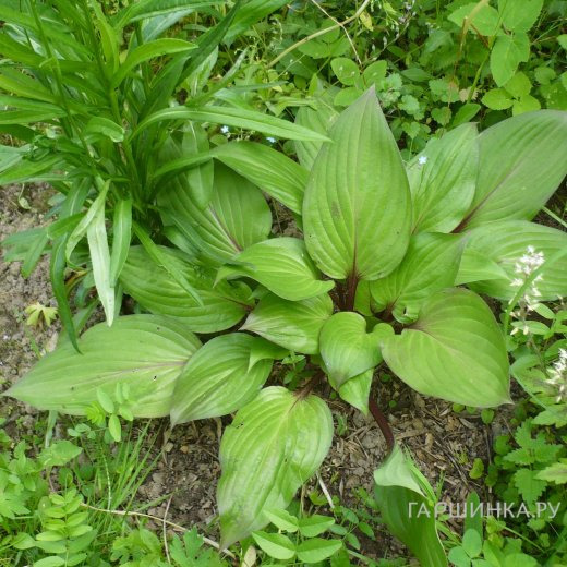 Хоста Ферст Блаш (M)