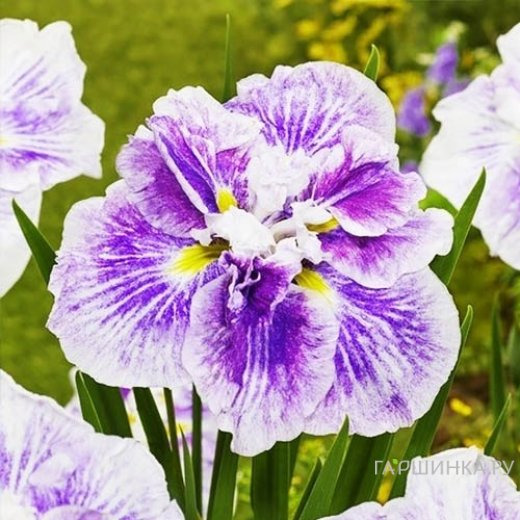 Ирис мечевидный Диннер Плейт Чизкейк