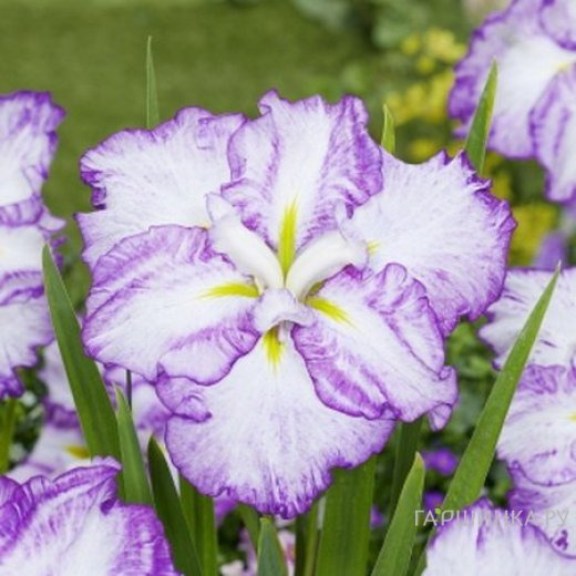 Ирис мечевидный Диннер Плейт Тирамису