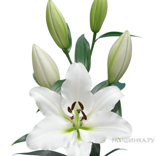 Лилия Вестаро ОТ-гибрид белая