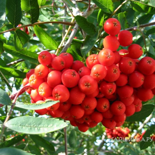 Рябина обыкновенная