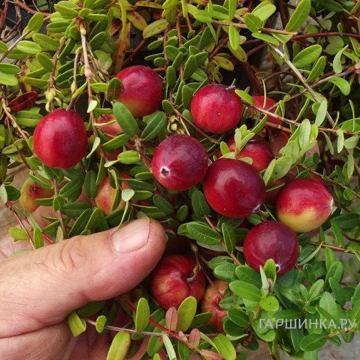 Клюква Стивенс крупноплодная