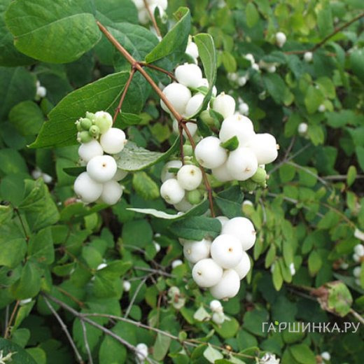 Снежноягодник Мэджикал Галакси