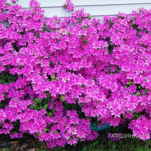 Рододендрон (Азалия) Гейша Пурпл