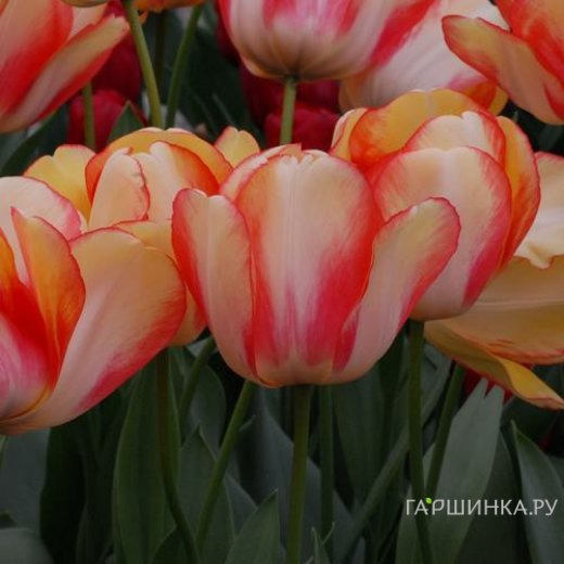 Тюльпан Бьюти оф Спринг 5шт