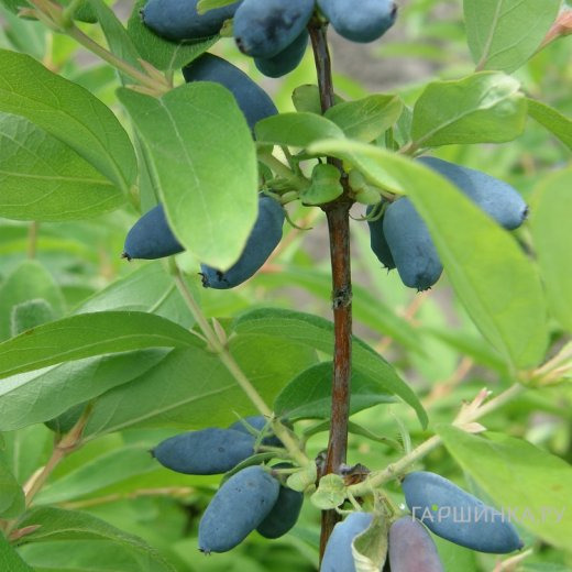 Жимолость Синяя птица