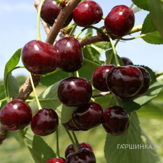 Вишня Жуковская