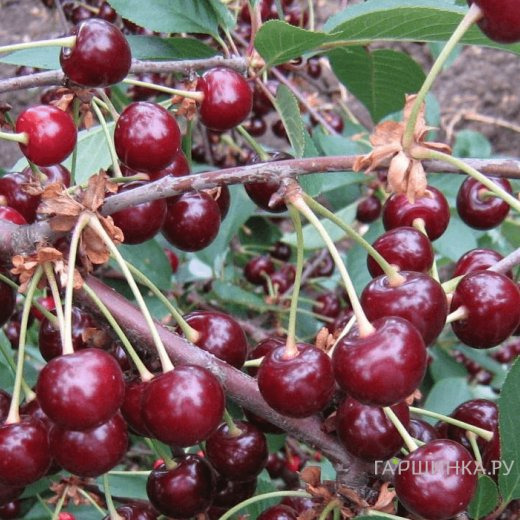 Вишня Щедрая