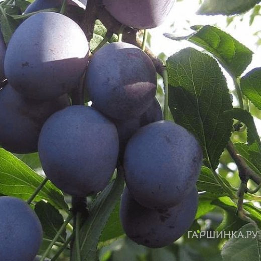 Слива Заречная ранняя