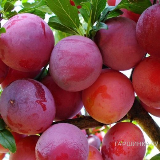 Слива Неженка