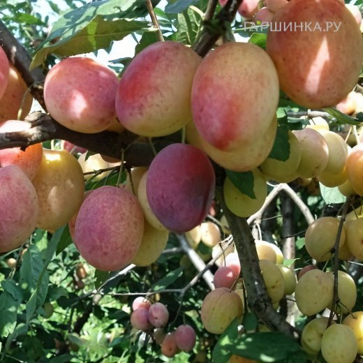 Слива Памяти Тимирязева