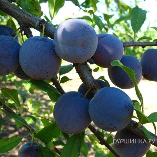 Слива Ренклод Тамбовский