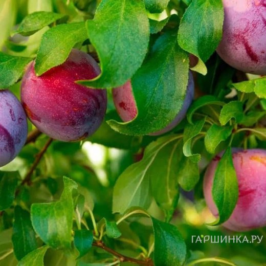 Слива Стартовая домашняя