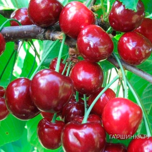 Черешня Теремошка