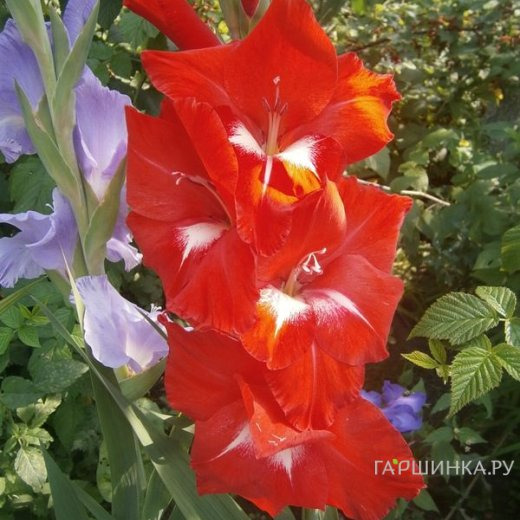 Гладиолус Красное и белое