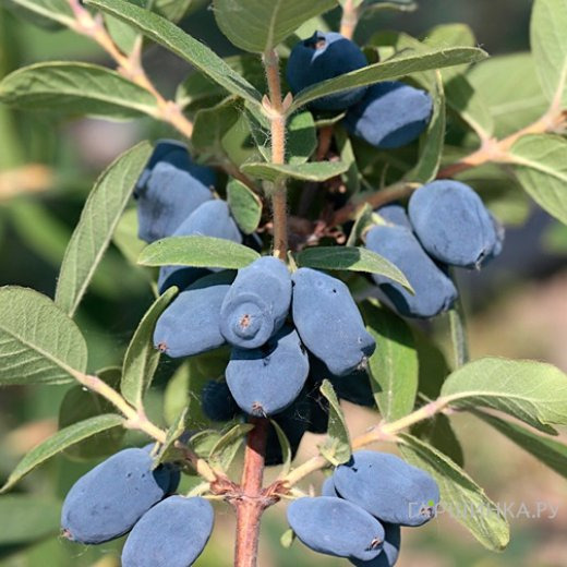 Жимолость Хани Би камчатская