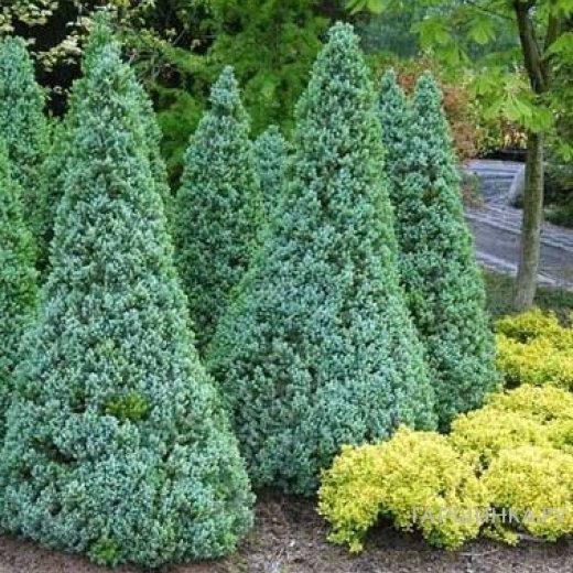 Ель канадская Сандерс Блю голубая