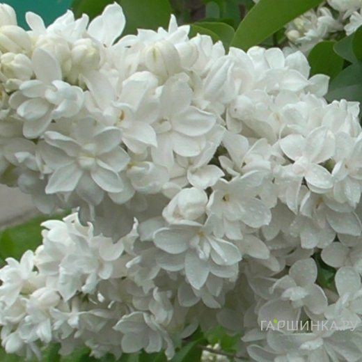 Сирень Защитникам Бреста