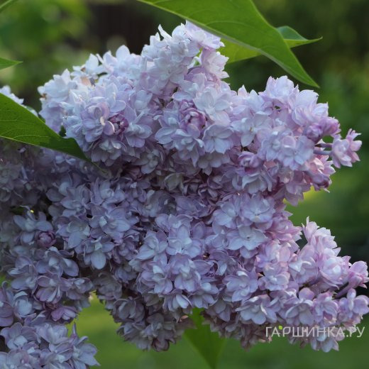 Сирень Виктор Лемуан