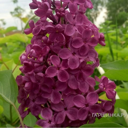 Сирень Индия