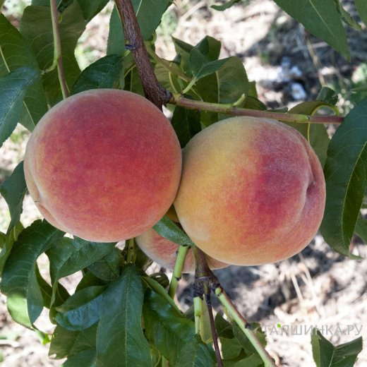 Персик Ред Хэвен
