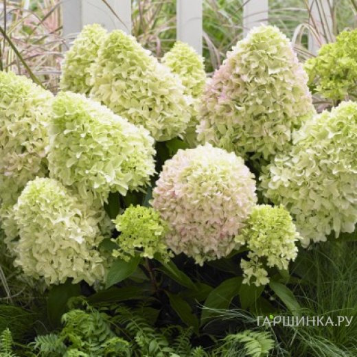 Гортензия Литл Фреско (Маленькая фреска) метельчатая