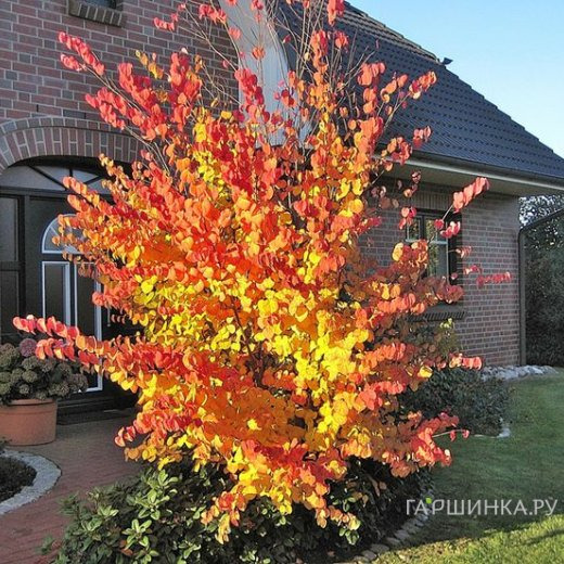 Багрянник японский (карамельное дерево)
