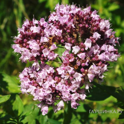 Душица Дьябло