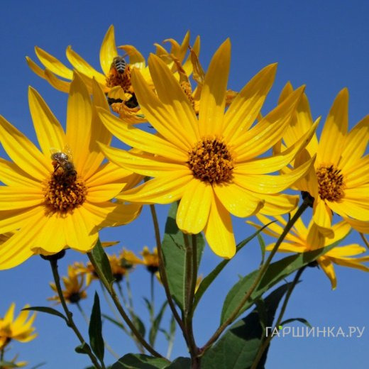 Подсолнечник клубненосный (Топинамбур)