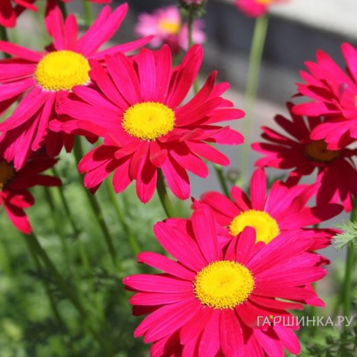 Пиретрум Робинсонс Ред