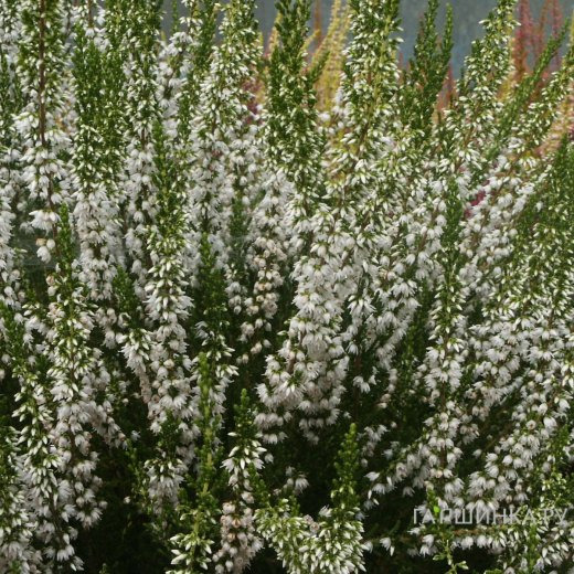 Вереск Лонг Уайт
