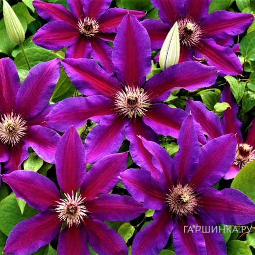 Клематис Акаиши крупноцветковый (2)