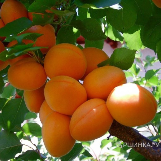 Абрикос Лель