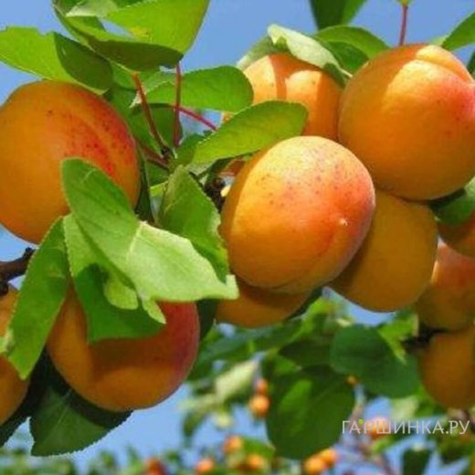 Абрикос Россиянин