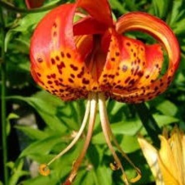 Лилия Парадалинум видовая/ 2 шт