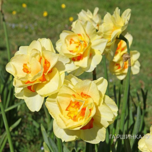 Нарцисс Таити махровый 5шт