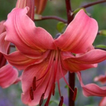 Лилия Перл Джессика /2шт