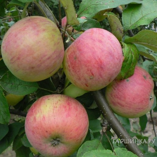 Яблоня Семан с/п