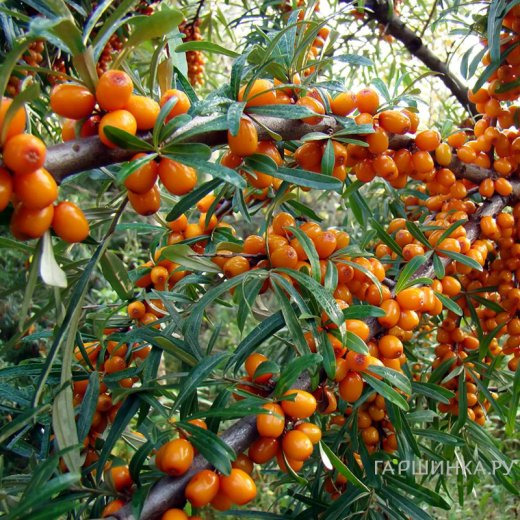 Облепиха Злата женская