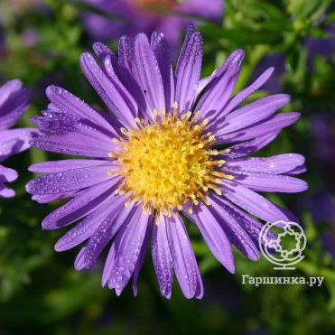 Астра новобельгийская Шоне фон Диетликон